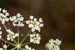 Coastal plain angelica